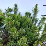 Borovica horská (Pinus mugo) ´MUGHUS´ výška: 30-40 cm, ⌀ 30-40 cm, kont. C10L